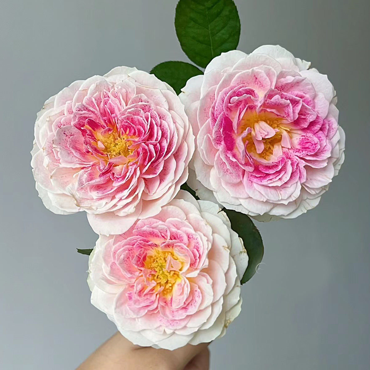 Dutch Florist Shrub Rose Inspired by Holiday Island Guernsey