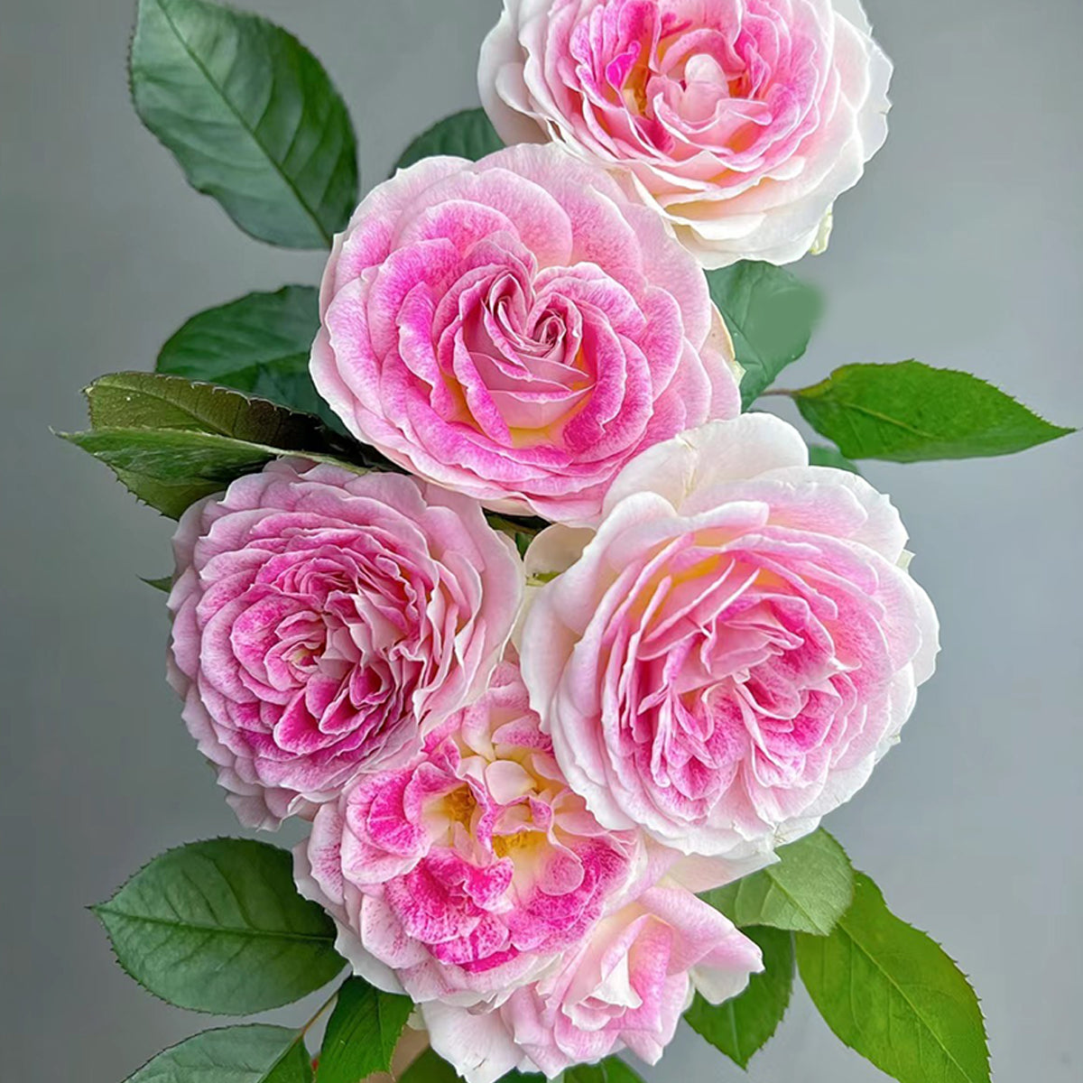 Dutch Florist Shrub Rose Inspired by Holiday Island Guernsey