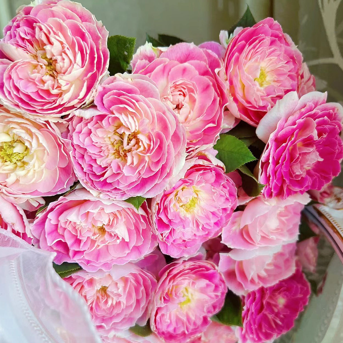 Dutch Florist Shrub Rose Inspired by Holiday Island Guernsey