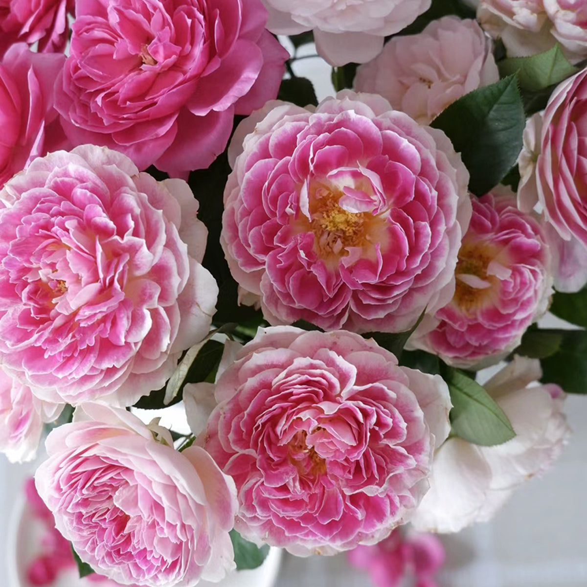 Dutch Florist Shrub Rose Inspired by Holiday Island Guernsey