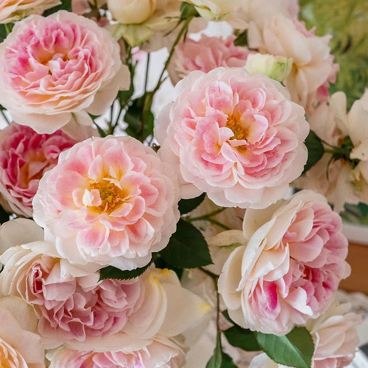 Dutch Florist Shrub Rose Inspired by Holiday Island Guernsey