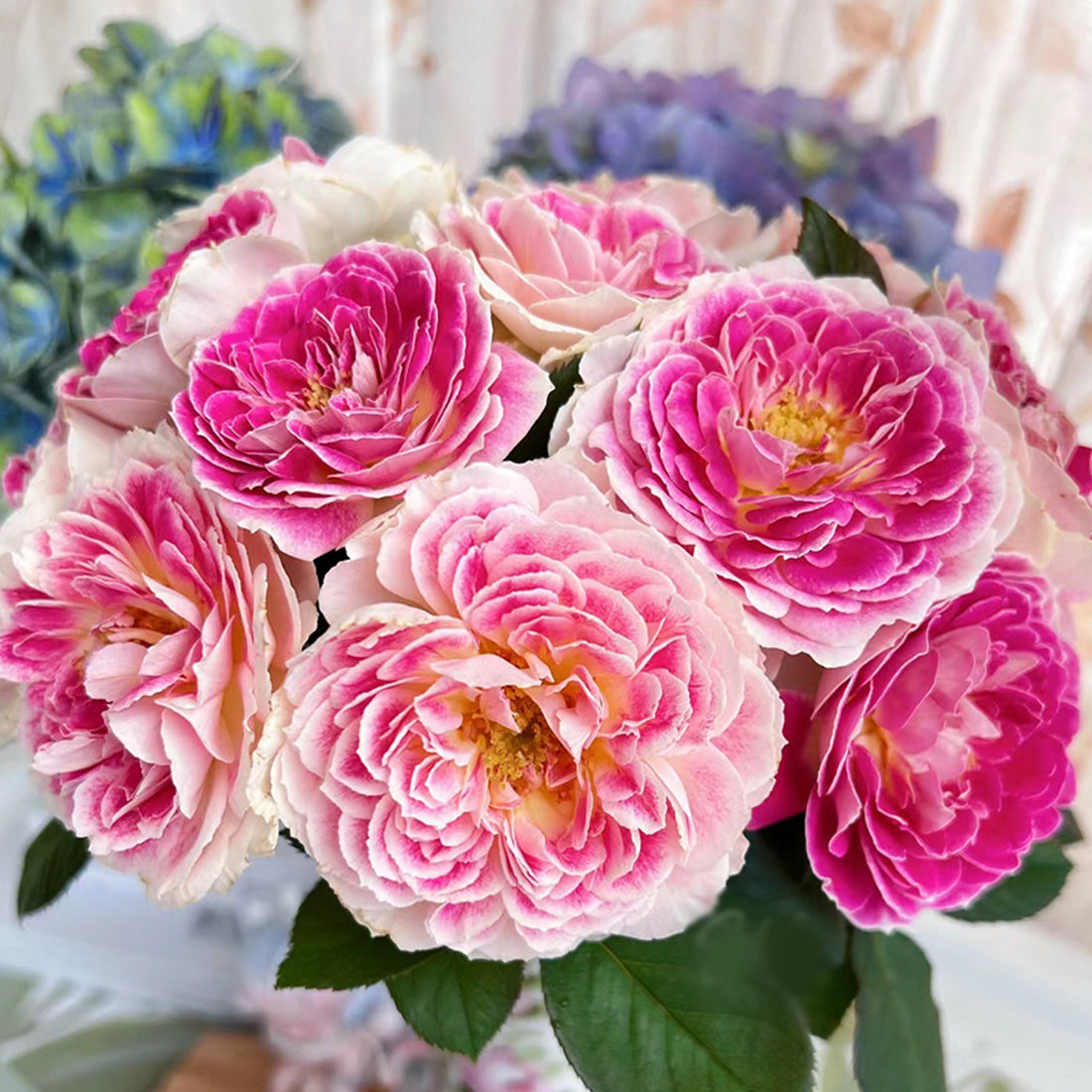 Dutch Florist Shrub Rose Inspired by Holiday Island Guernsey