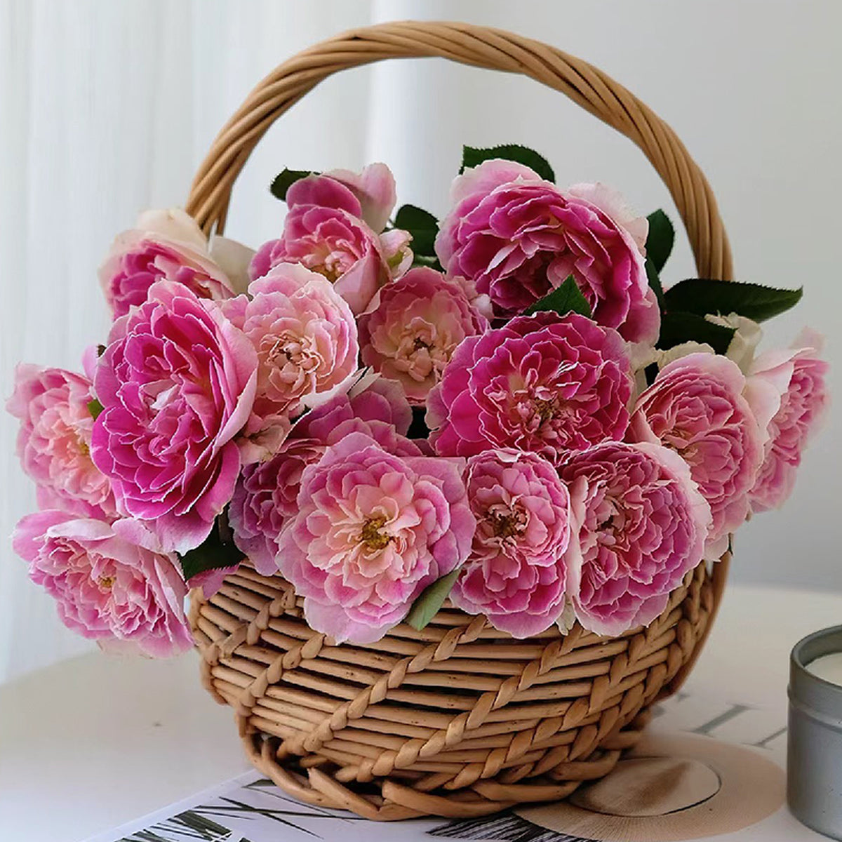 Dutch Florist Shrub Rose Inspired by Holiday Island Guernsey