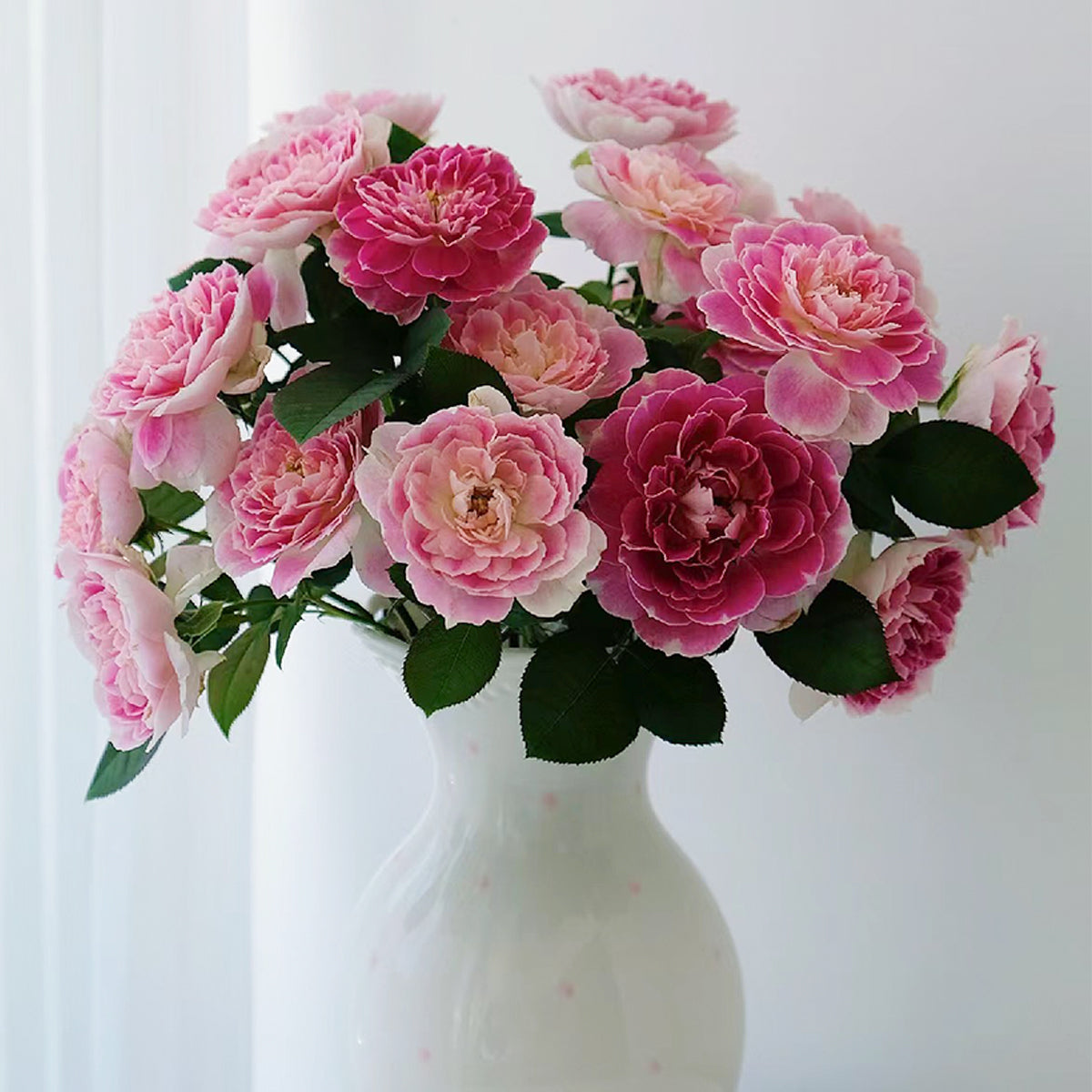 Dutch Florist Shrub Rose Inspired by Holiday Island Guernsey