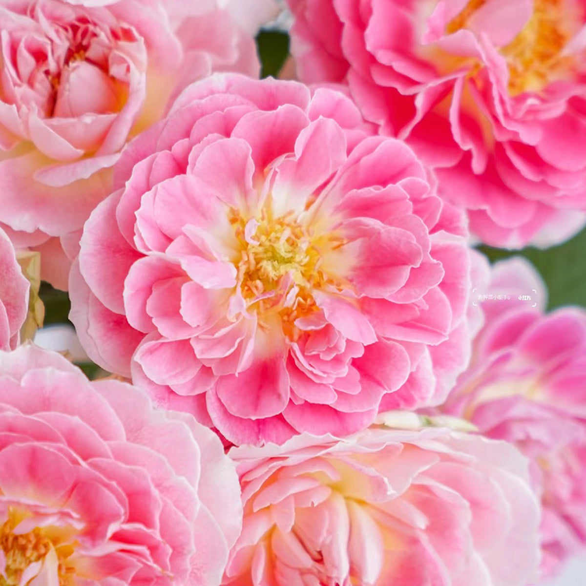 Dutch Florist Shrub Rose Inspired by Holiday Island Guernsey