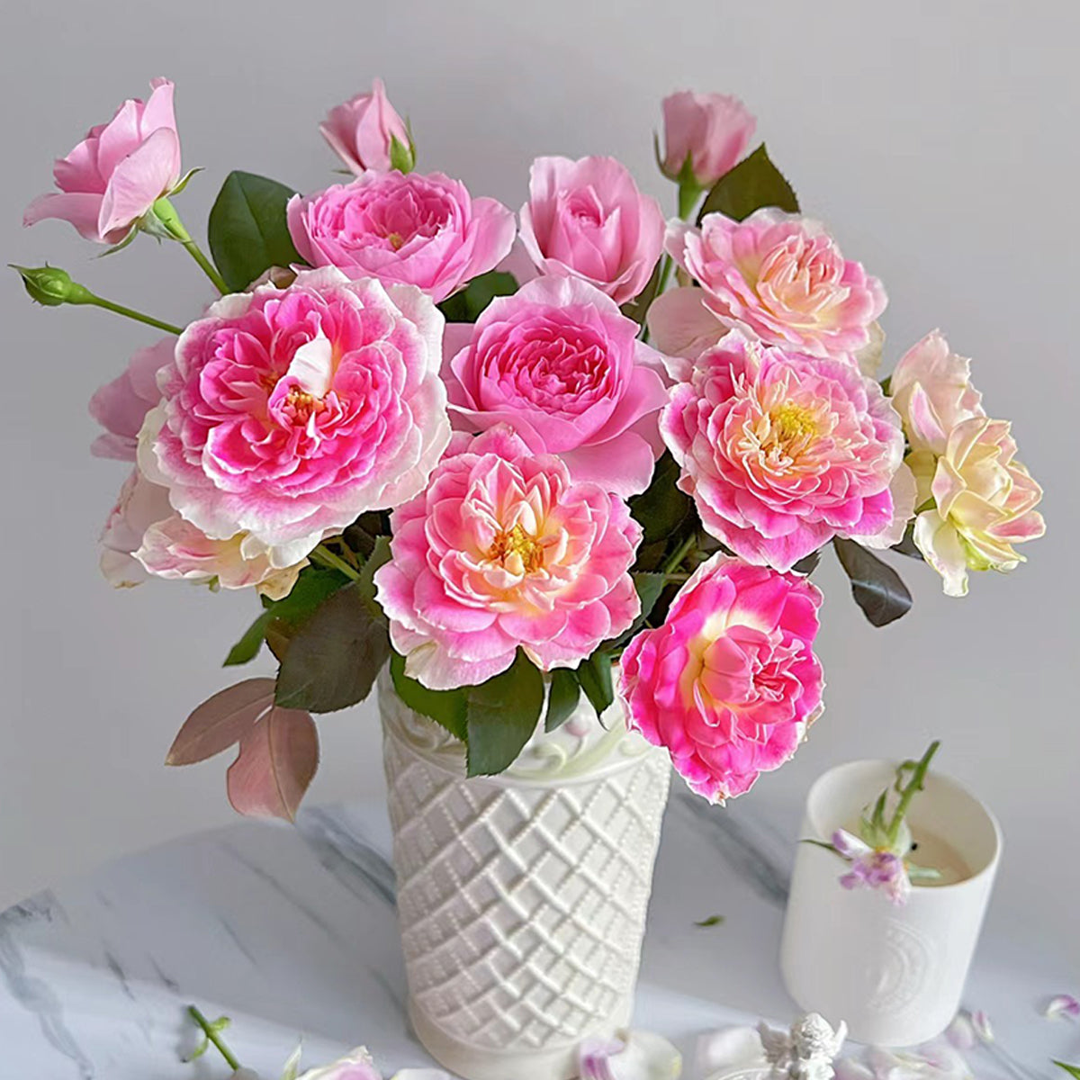 Dutch Florist Shrub Rose Inspired by Holiday Island Guernsey