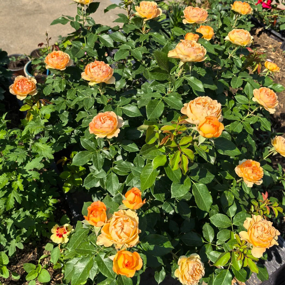 Honey Caramel French Florist Climbing Rose