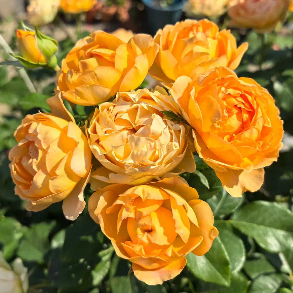Honey Caramel French Florist Climbing Rose