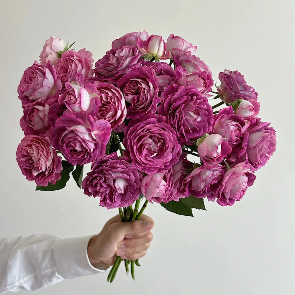 ☆Roses～断捨離中～様 Huddersfield Choral Society English Garden Shrub Rose – Highgarden