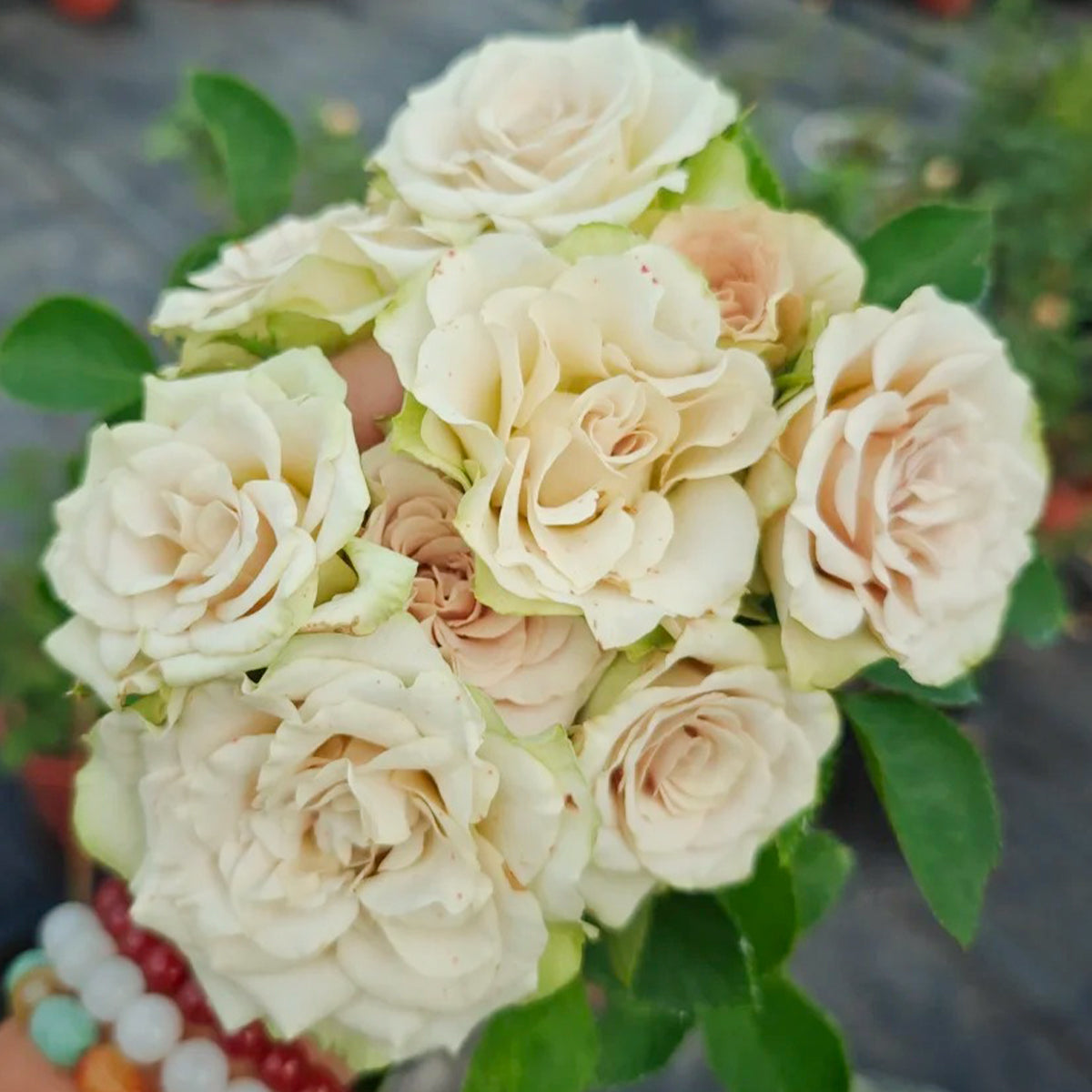 Hypnose Dutch Florist Shrub Rose