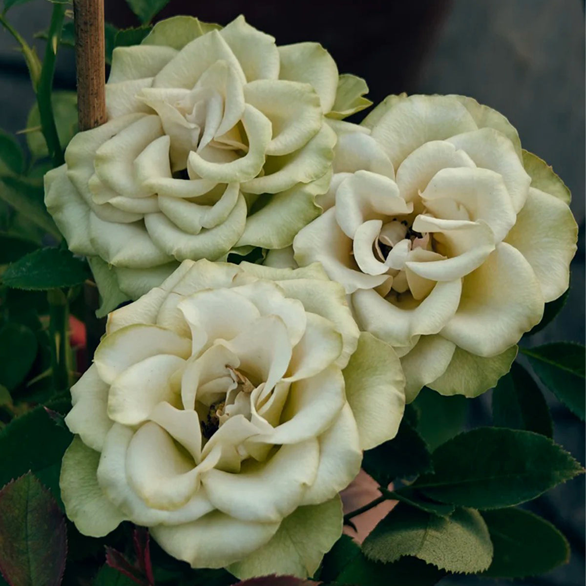 Hypnose Dutch Florist Shrub Rose