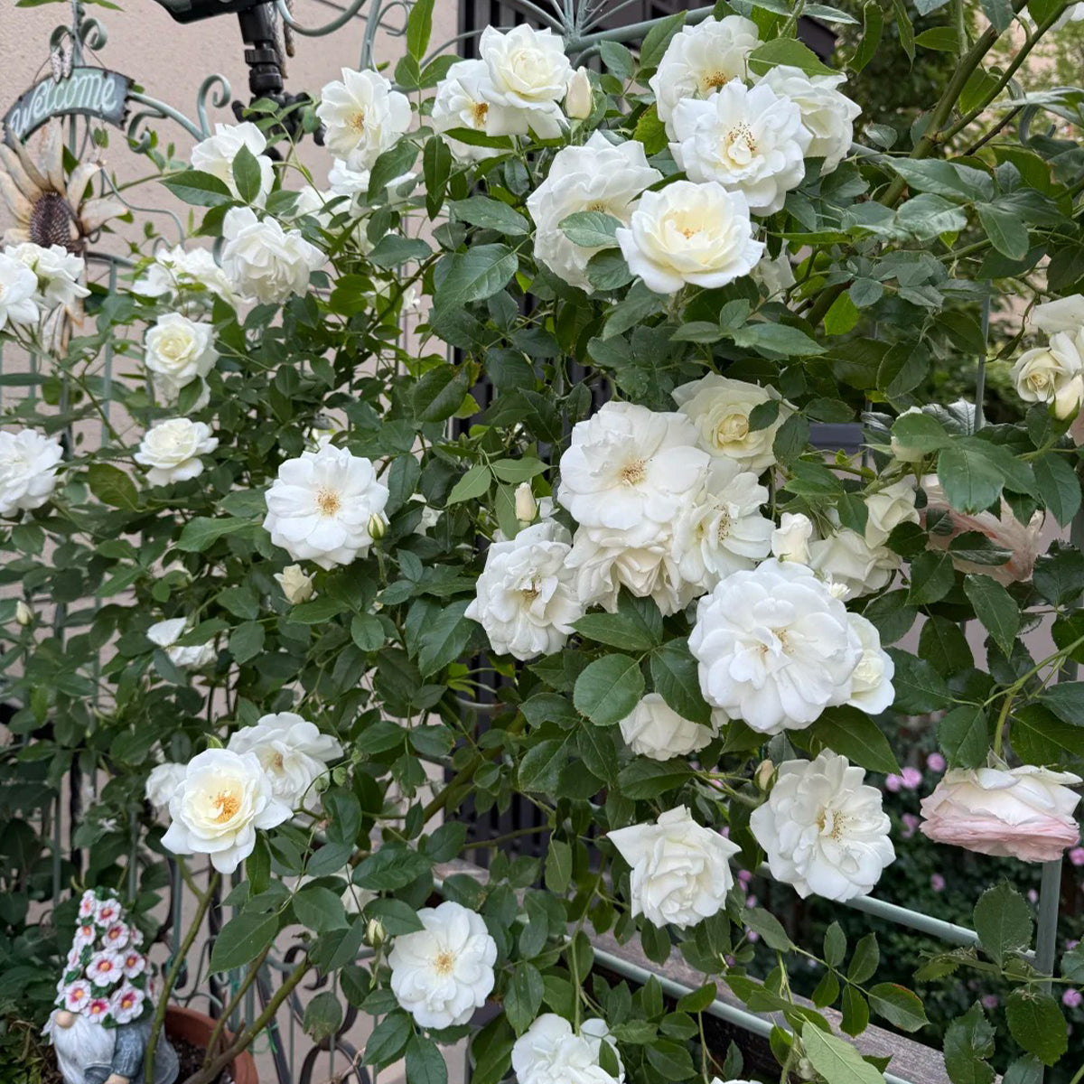 Iceberg Climbing British Garden Climbing Rose