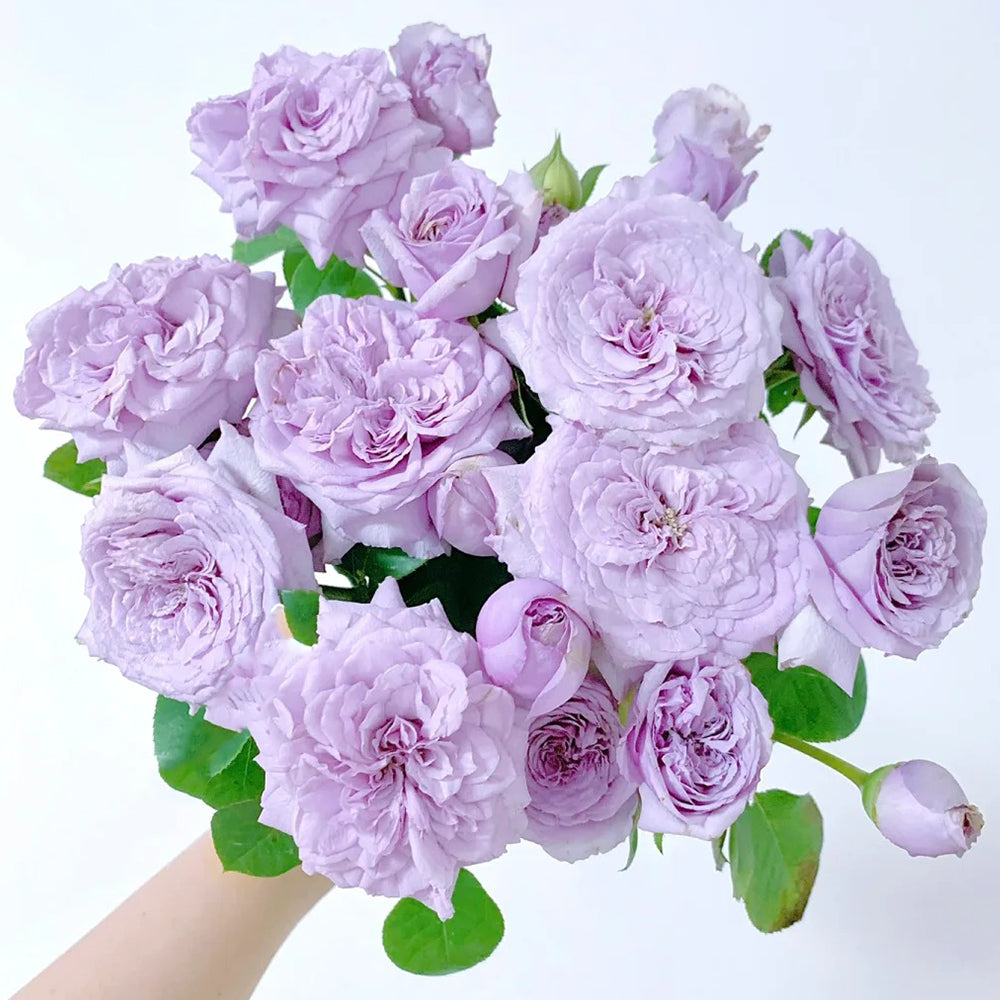 Ilias Japanese Florist Shrub Rose Bush For Sale – Highgarden Roses