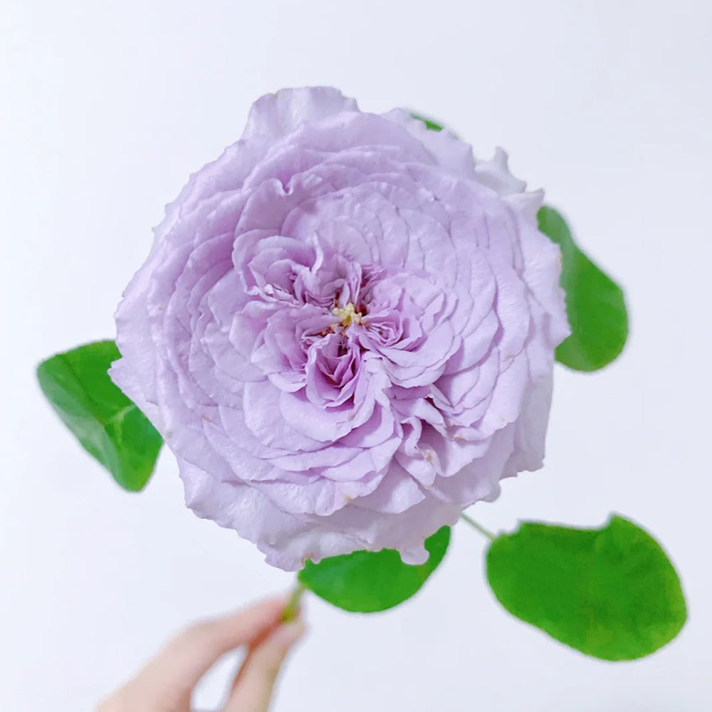 Ilias Japanese Florist Shrub Rose