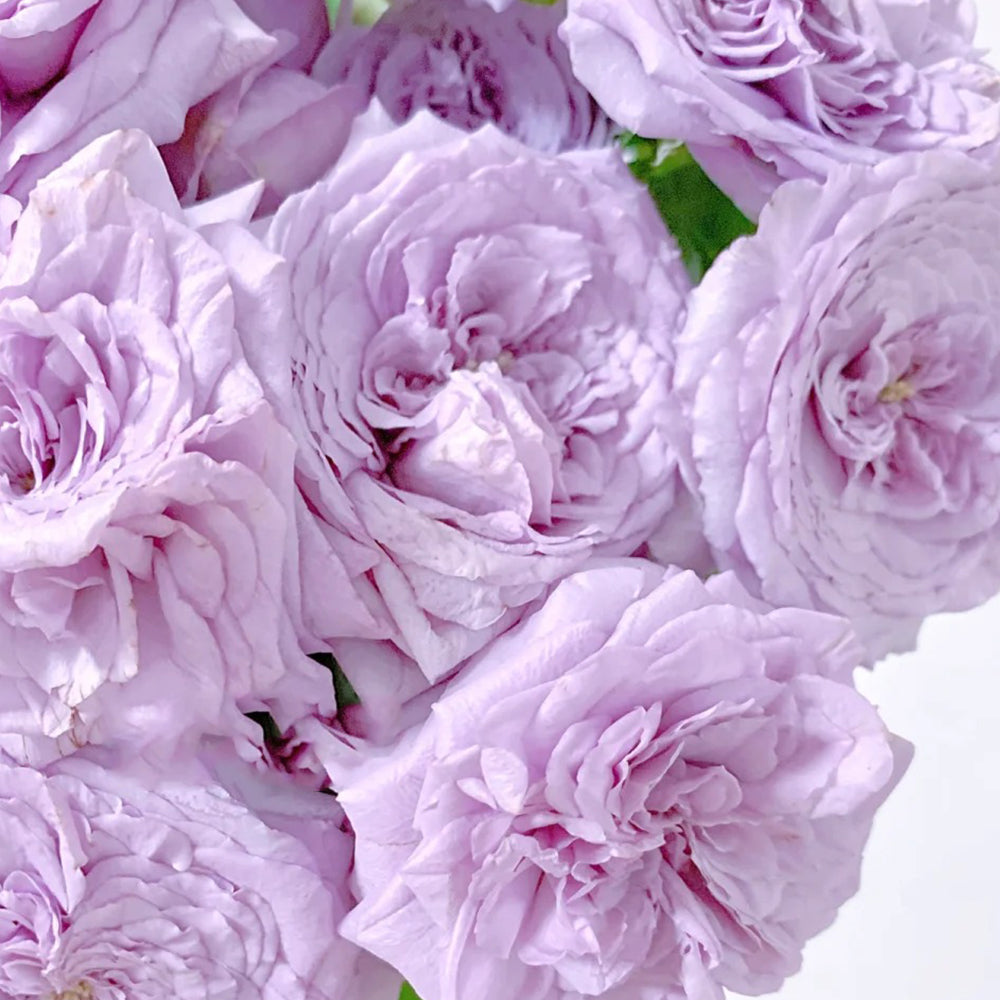 Ilias Japanese Florist Shrub Rose