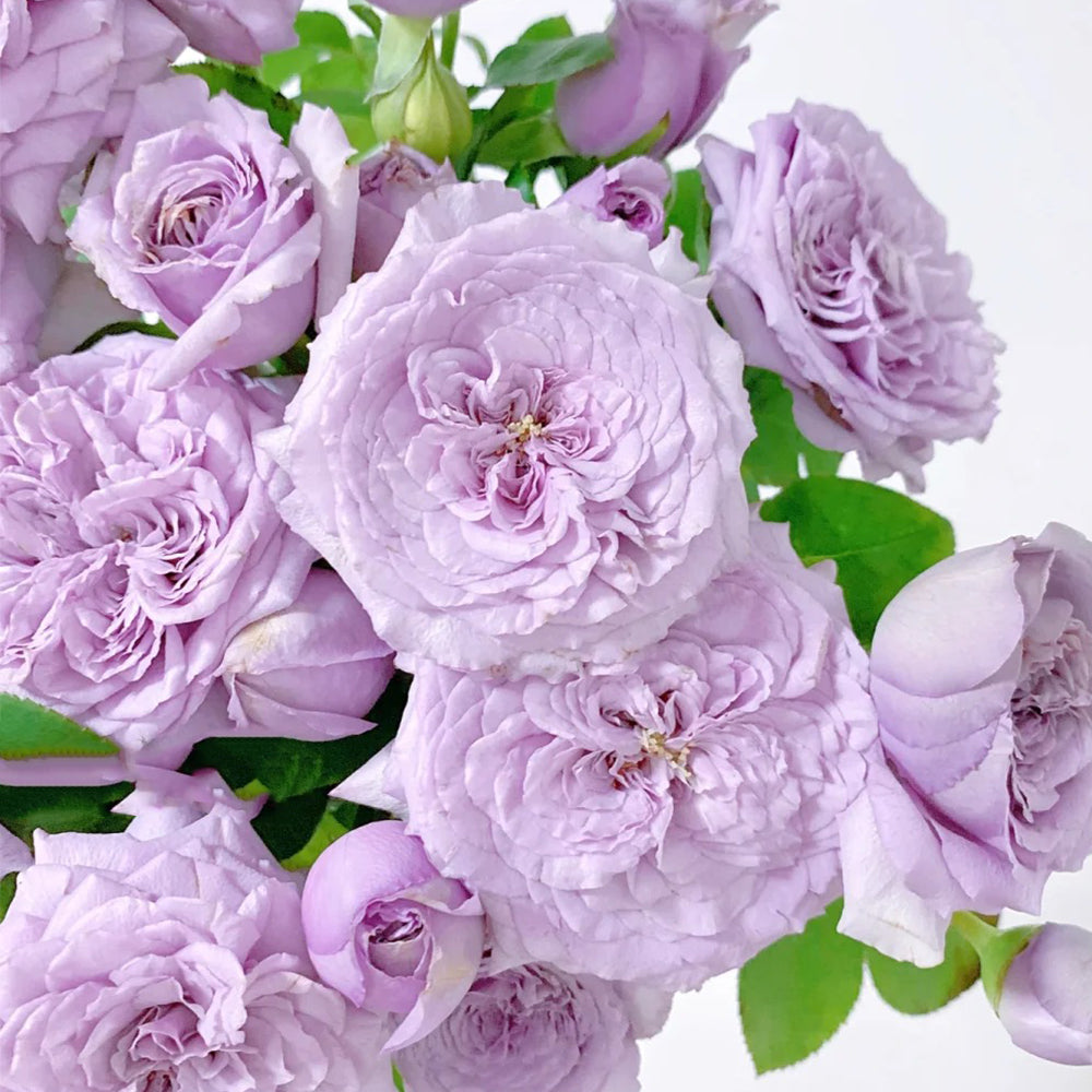 Ilias Japanese Florist Shrub Rose