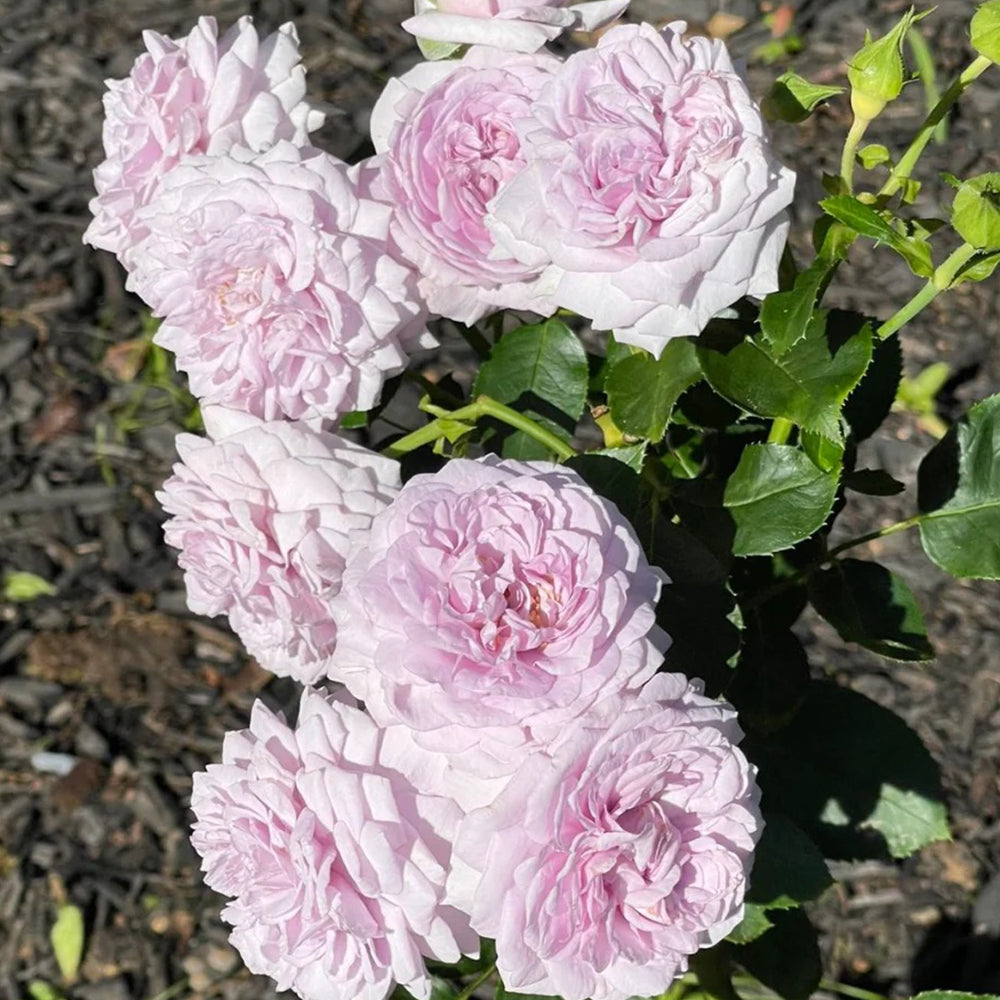 Ilias Japanese Florist Shrub Rose