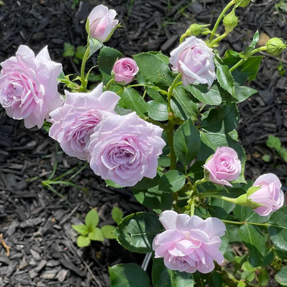 Ilias Japanese Florist Shrub Rose