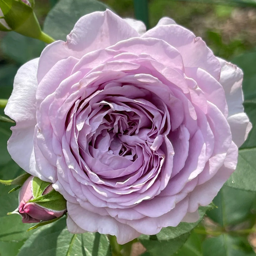 Ilias Japanese Florist Shrub Rose