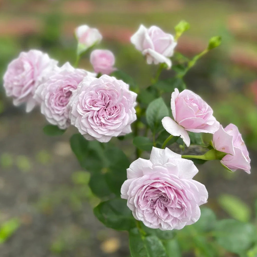 Ilias Japanese Florist Shrub Rose