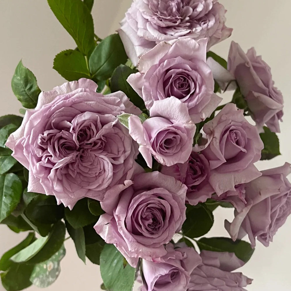 Ilias Japanese Florist Shrub Rose