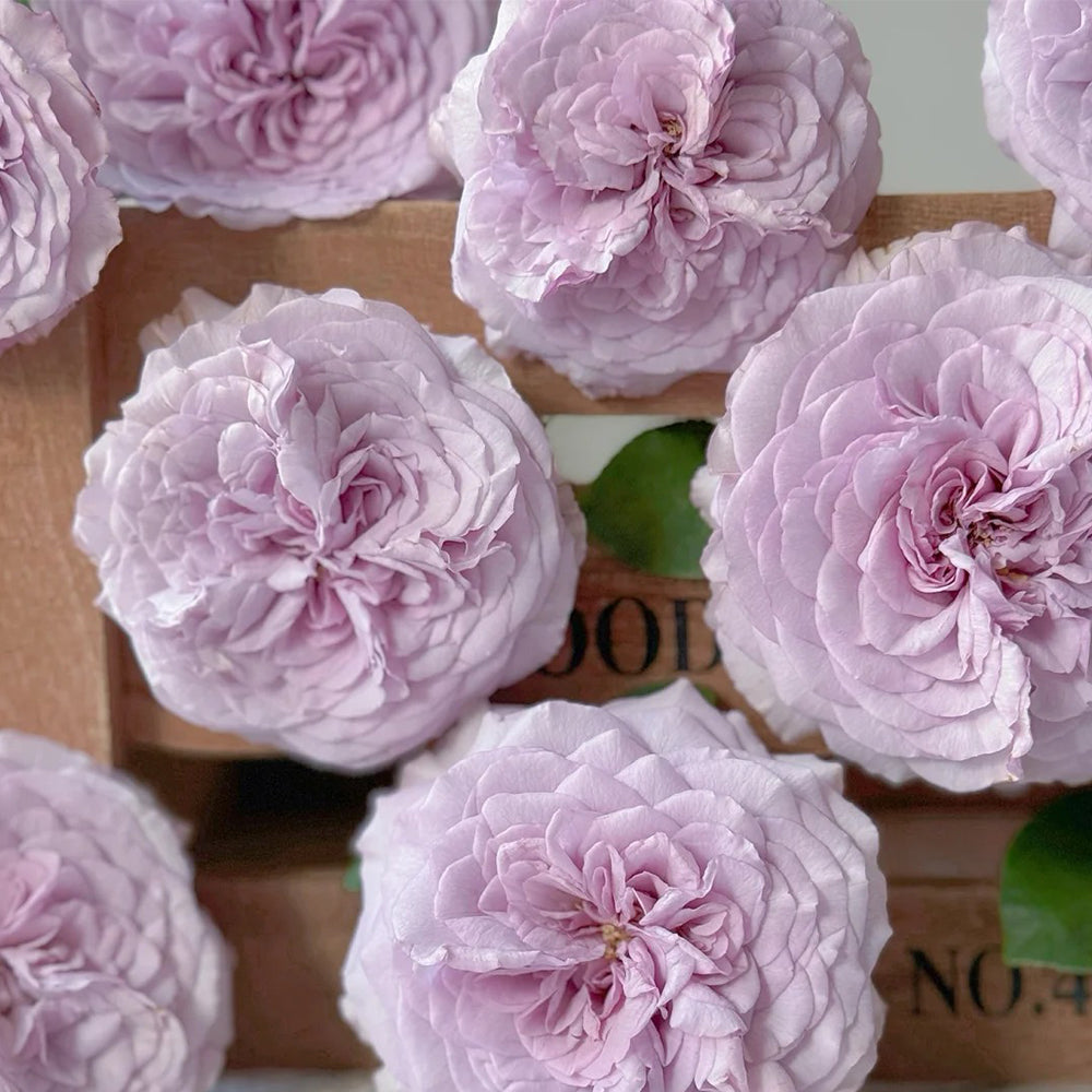 Ilias Japanese Florist Shrub Rose