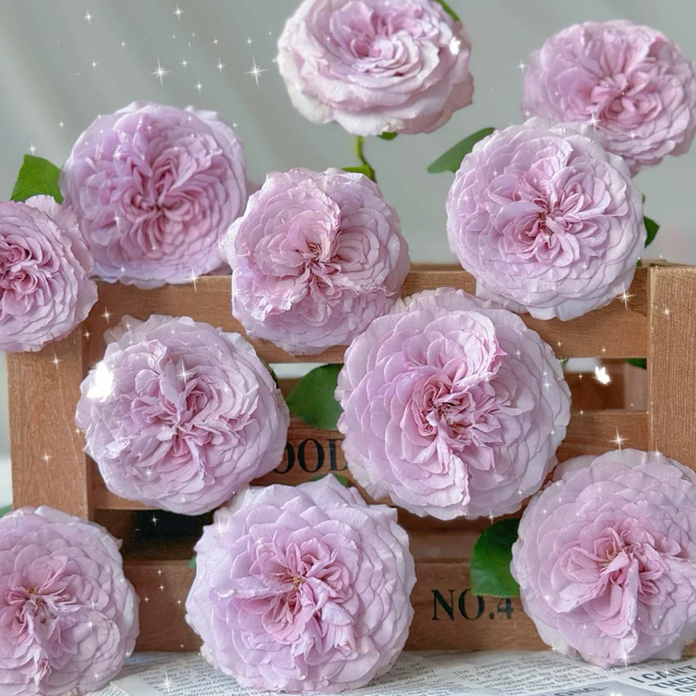 Ilias Japanese Florist Shrub Rose