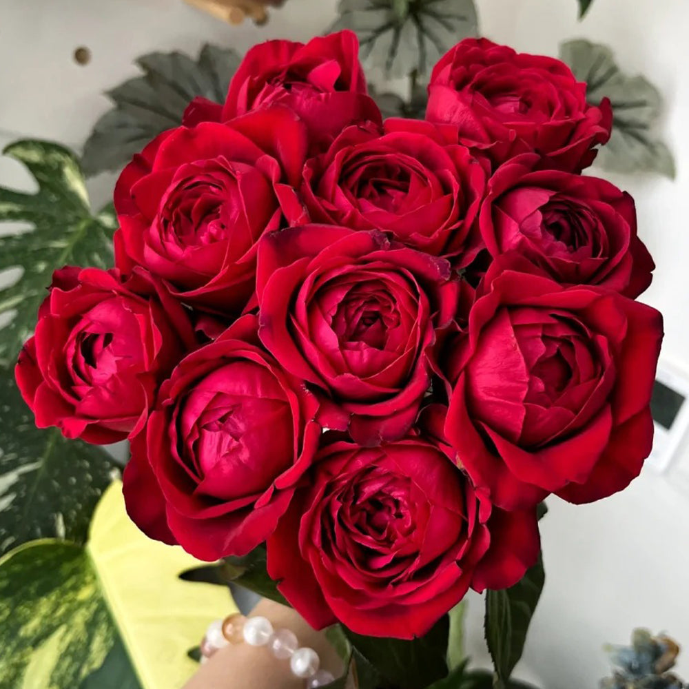 German Florist Shrub Rose Inspired by Lotus Lantern