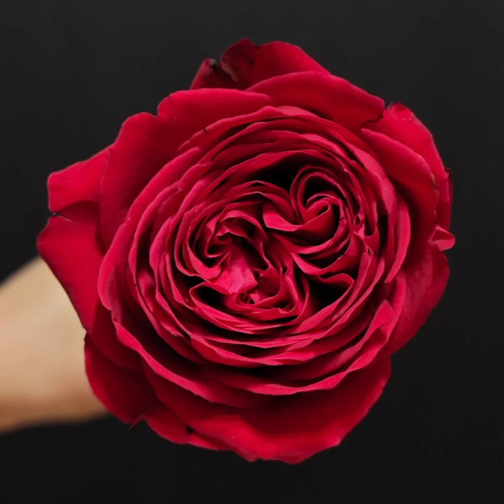German Florist Shrub Rose Inspired by Lotus Lantern