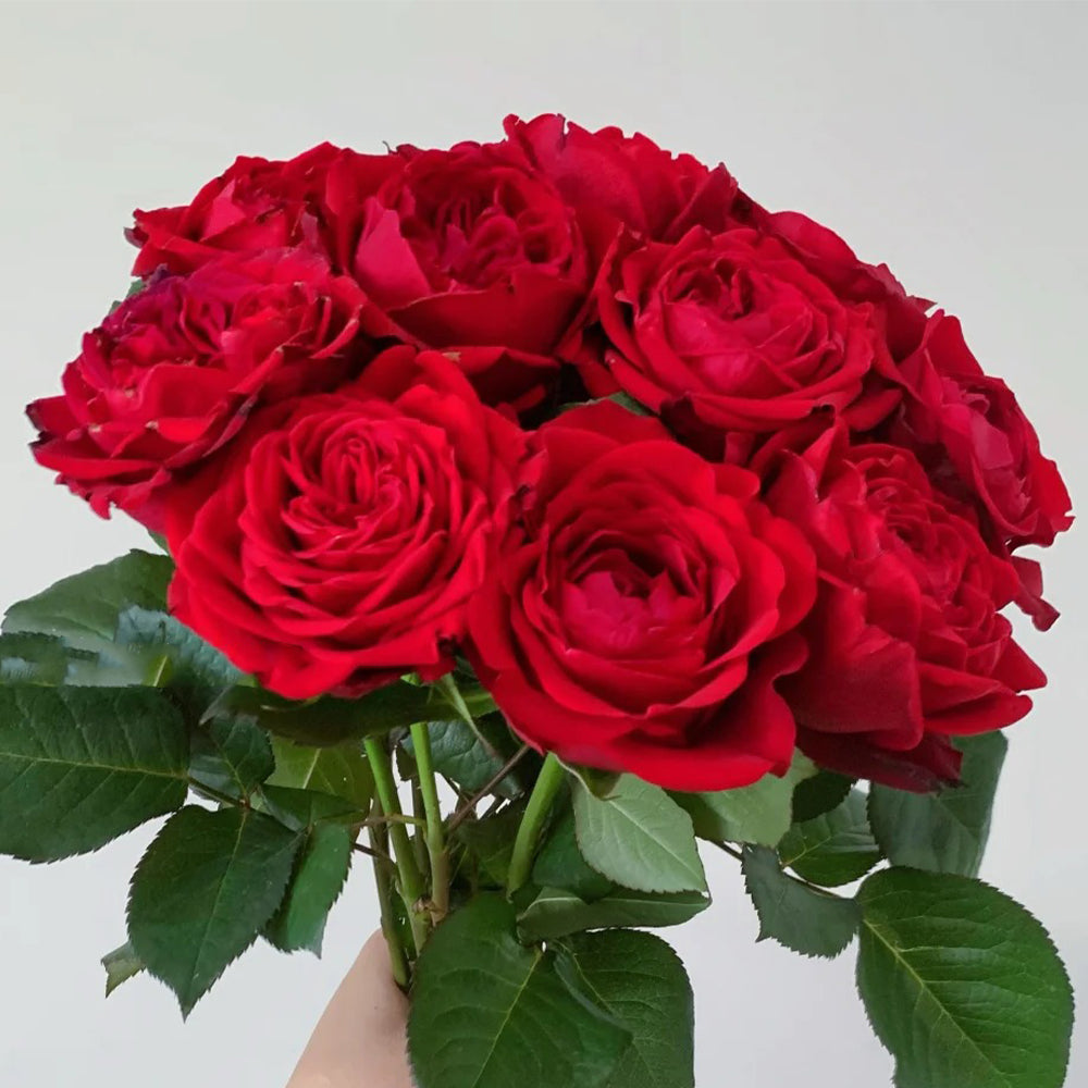 German Florist Shrub Rose Inspired by Lotus Lantern