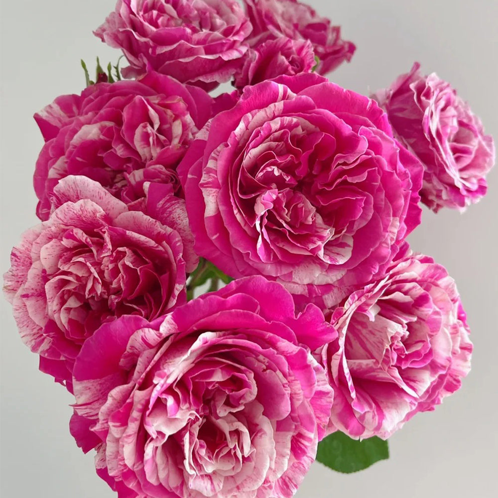 French Florist Climbing Rose Inspired by Ines Sastre