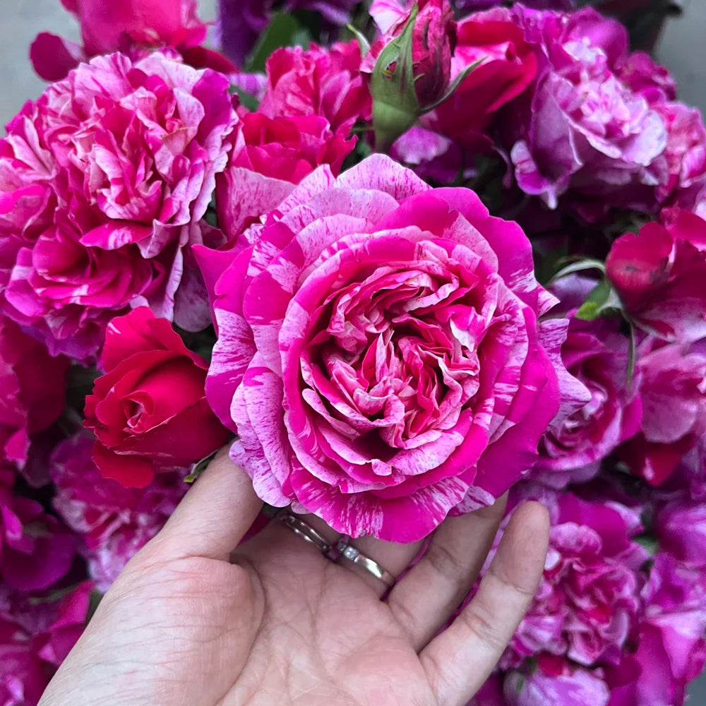 French Florist Climbing Rose Inspired by Ines Sastre