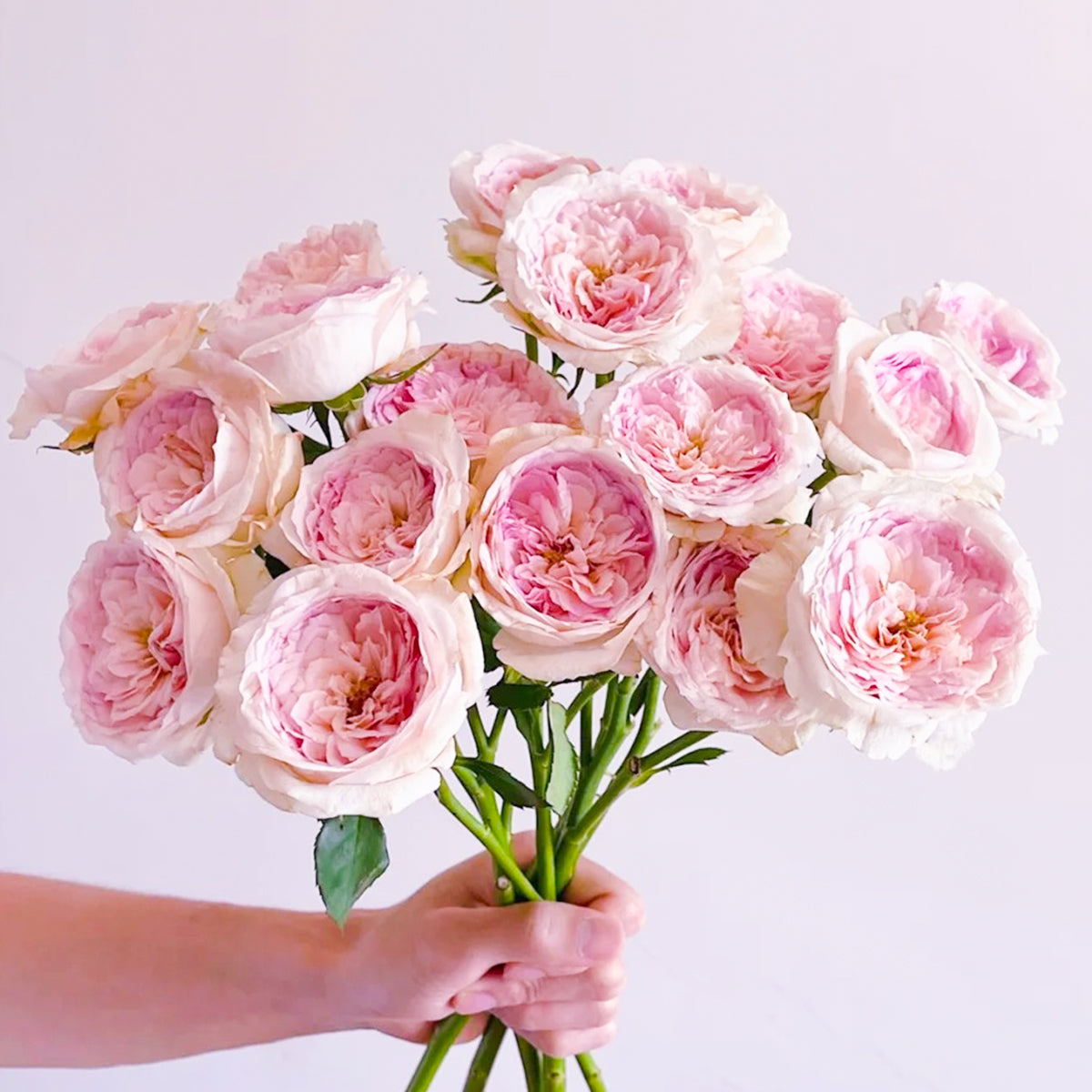 Dutch Florist Shrub Rose Inspired by J&