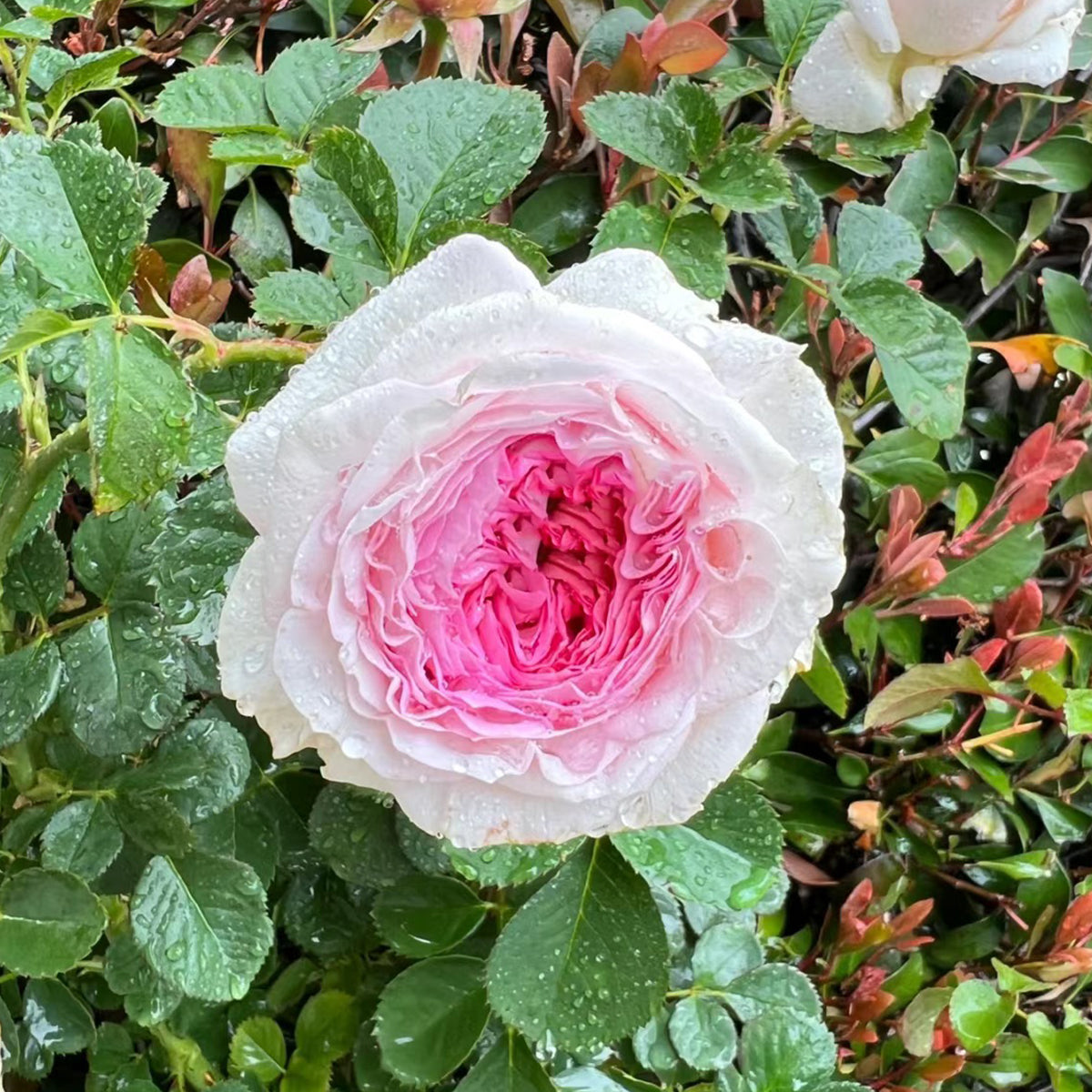 Dutch Florist Shrub Rose Inspired by J&