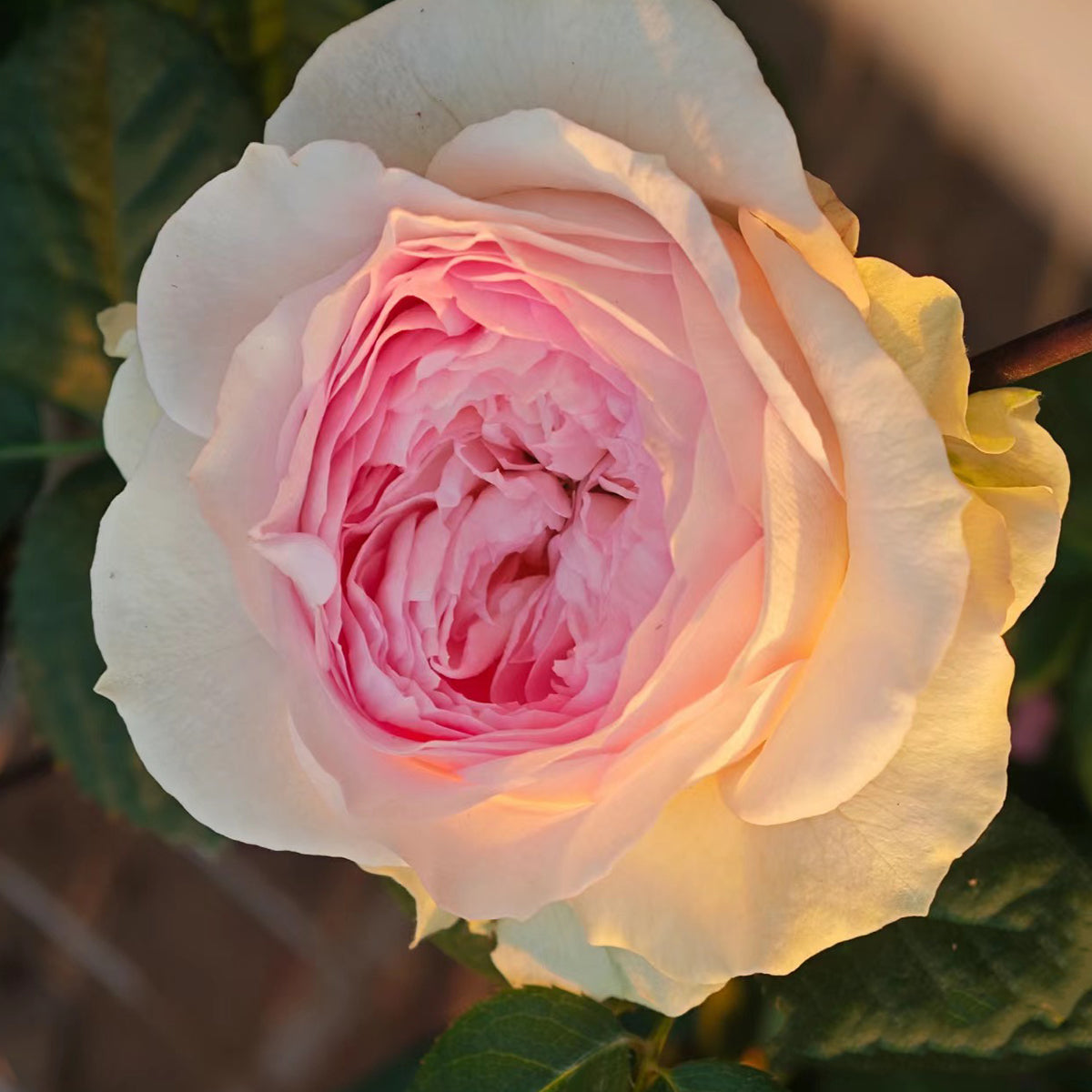 Dutch Florist Shrub Rose Inspired by J&