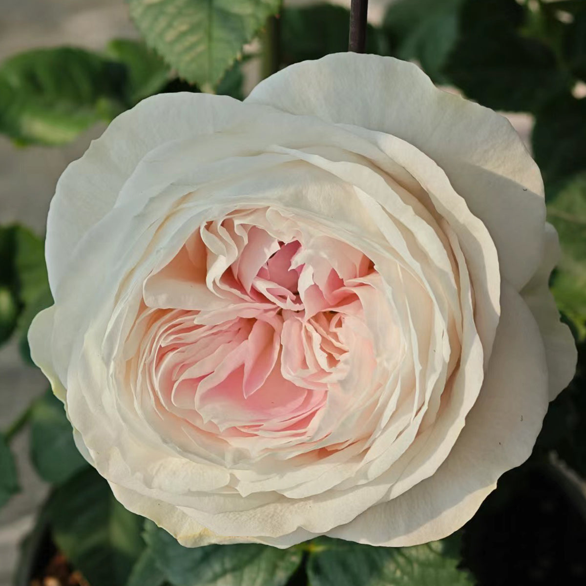Dutch Florist Shrub Rose Inspired by J&