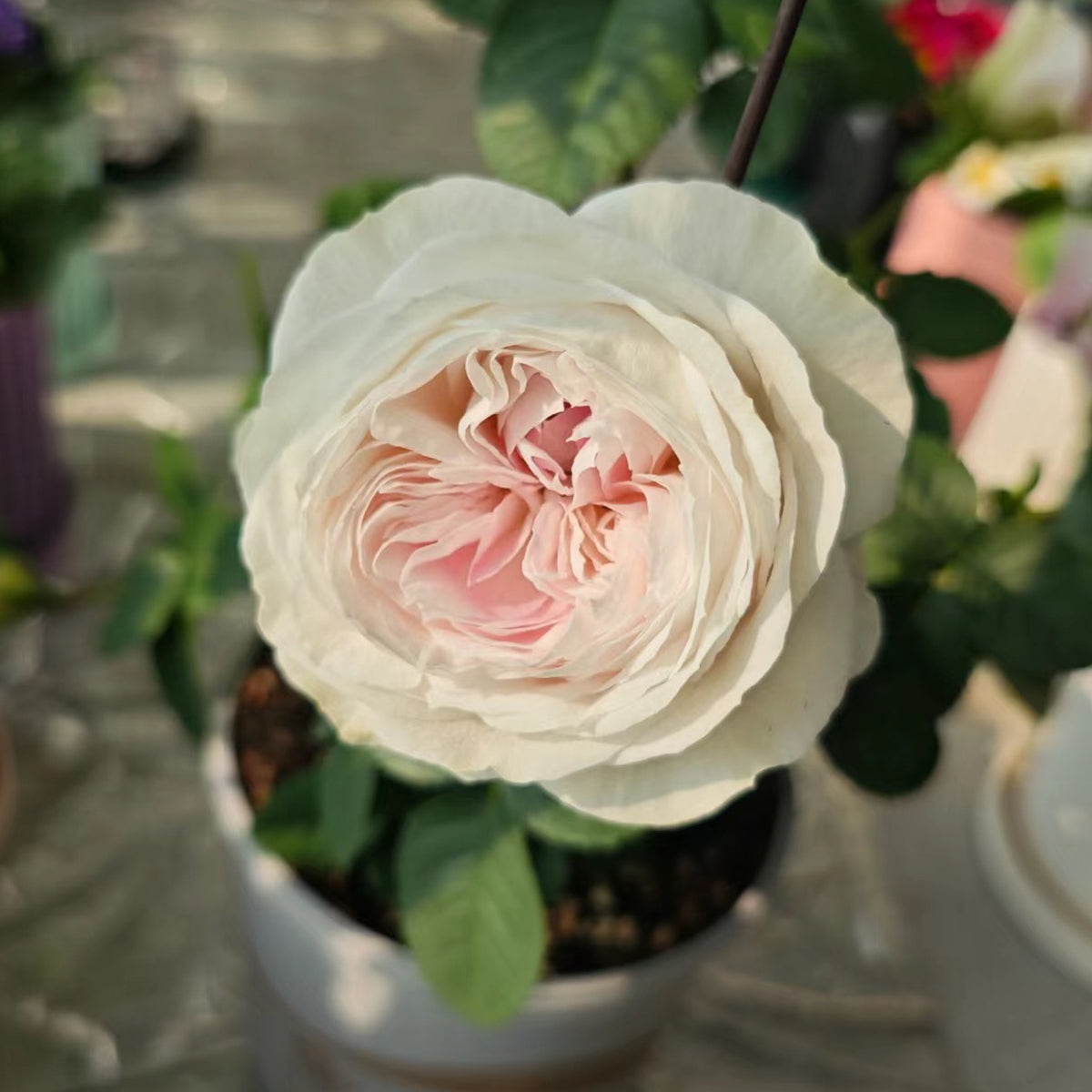 Dutch Florist Shrub Rose Inspired by J&