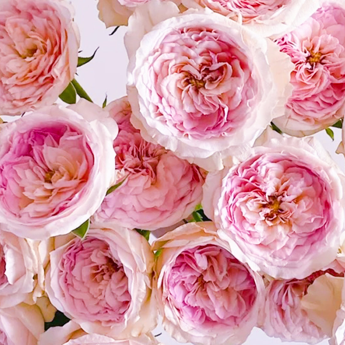Dutch Florist Shrub Rose Inspired by J&