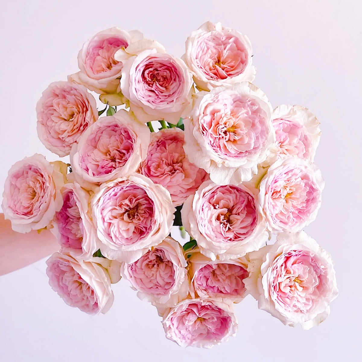 Dutch Florist Shrub Rose Inspired by J&