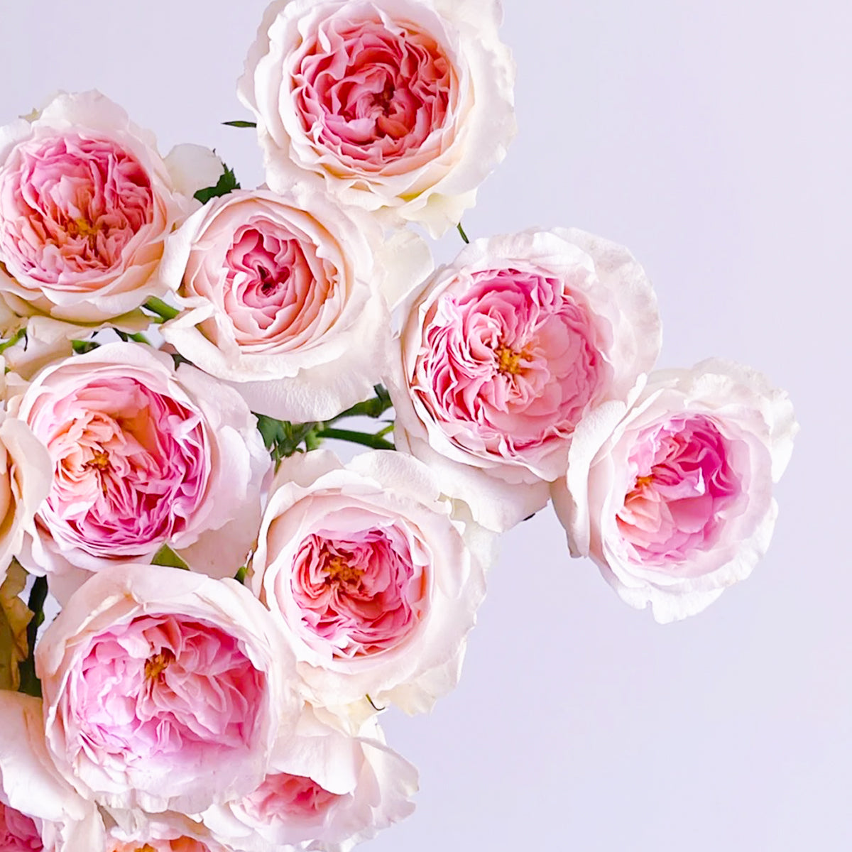 Dutch Florist Shrub Rose Inspired by J&