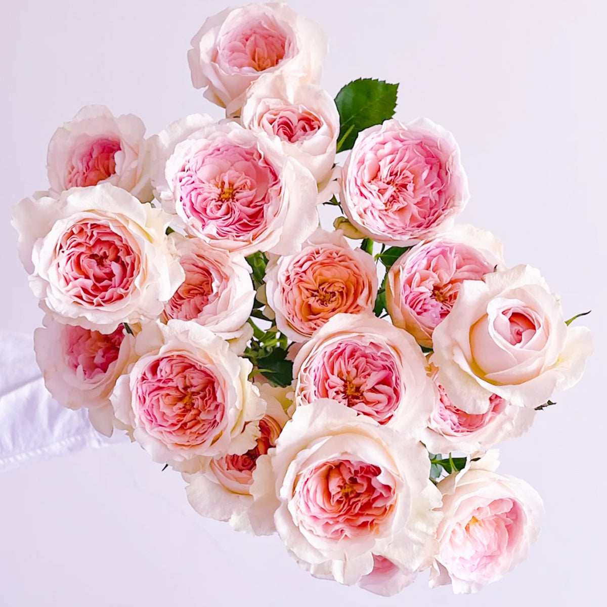 Dutch Florist Shrub Rose Inspired by J&