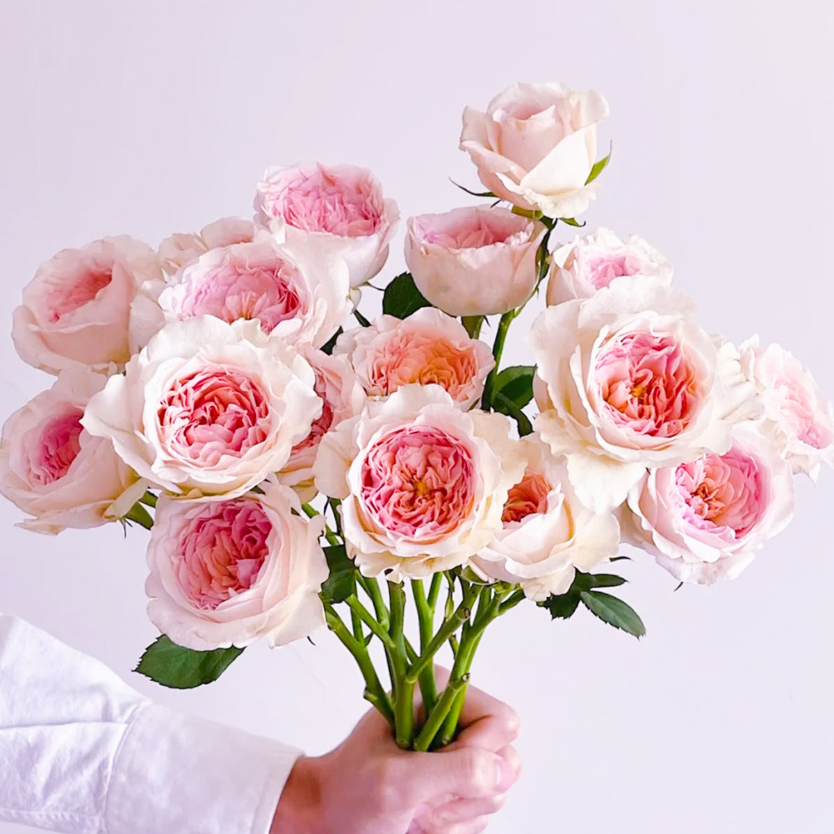 Dutch Florist Shrub Rose Inspired by J&