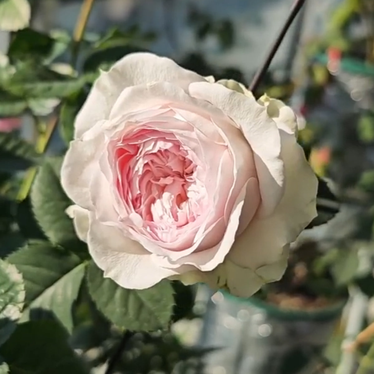 Dutch Florist Shrub Rose Inspired by J&