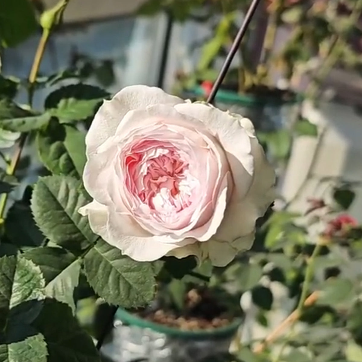 Dutch Florist Shrub Rose Inspired by J&