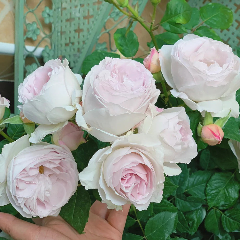 Jade Chalice Chinese Florist Shrub Rose