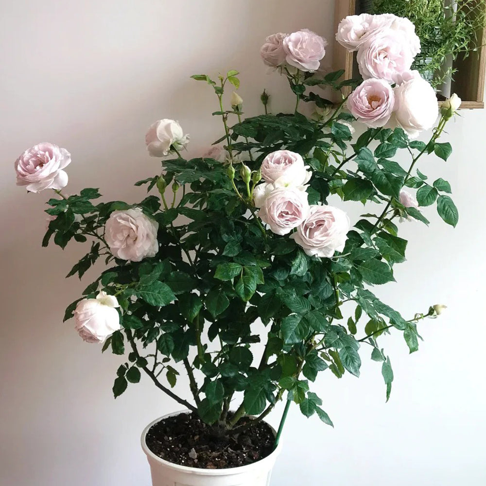 Jade Chalice Chinese Florist Shrub Rose