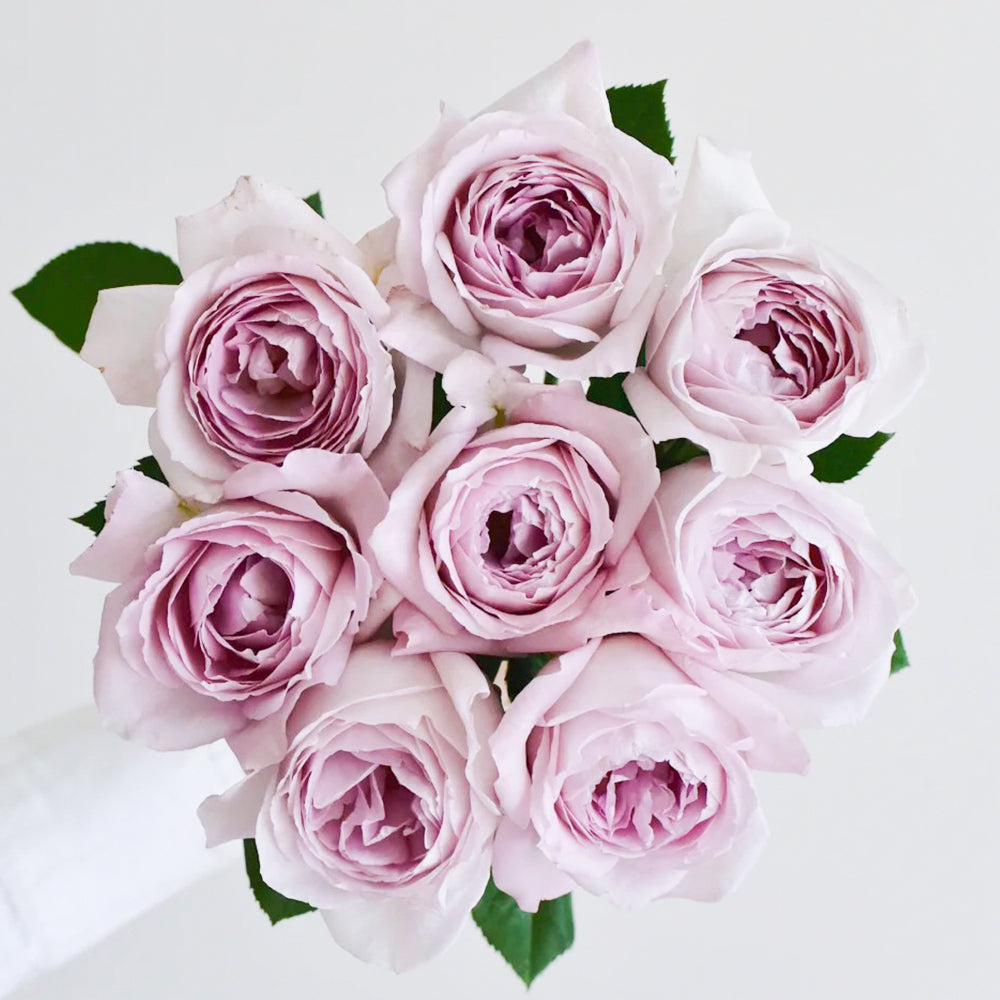 Jade Chalice Chinese Florist Shrub Rose