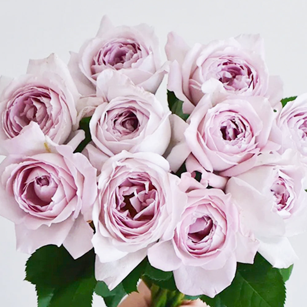 Jade Chalice Chinese Florist Shrub Rose