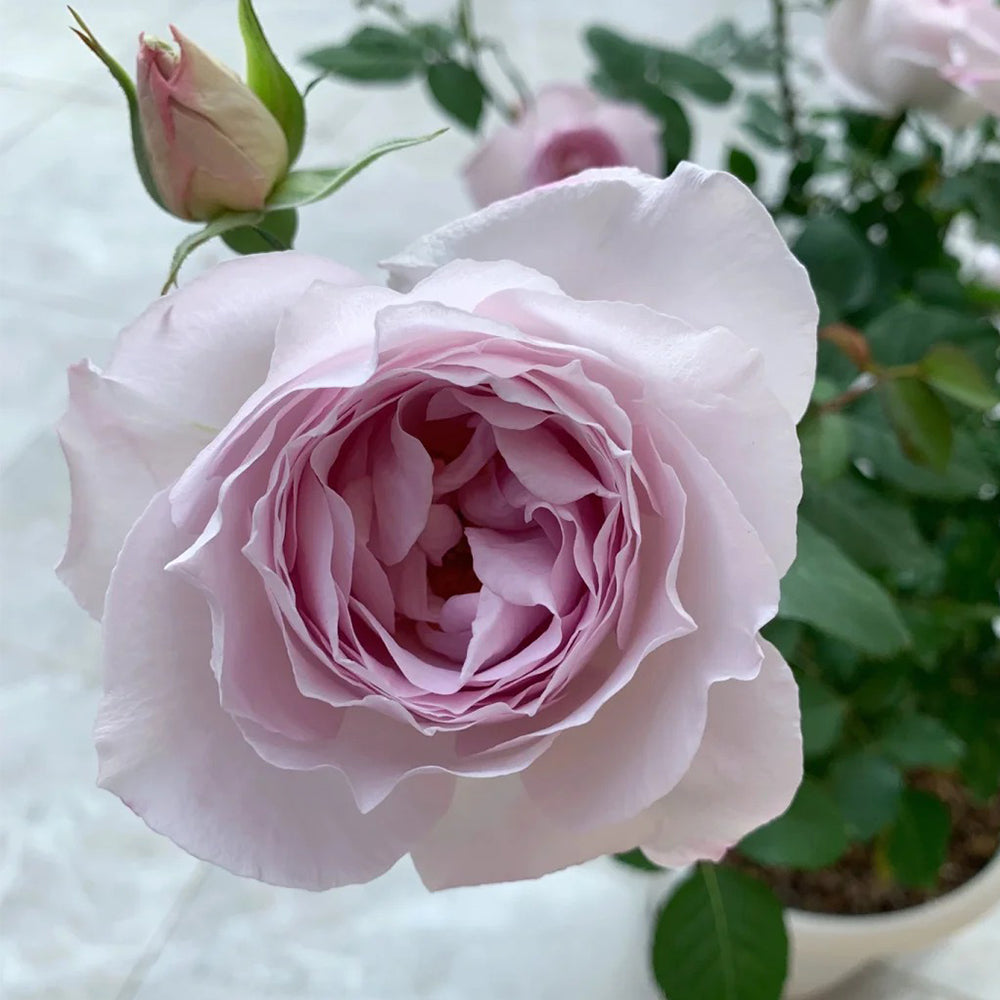 Jade Chalice Chinese Florist Shrub Rose