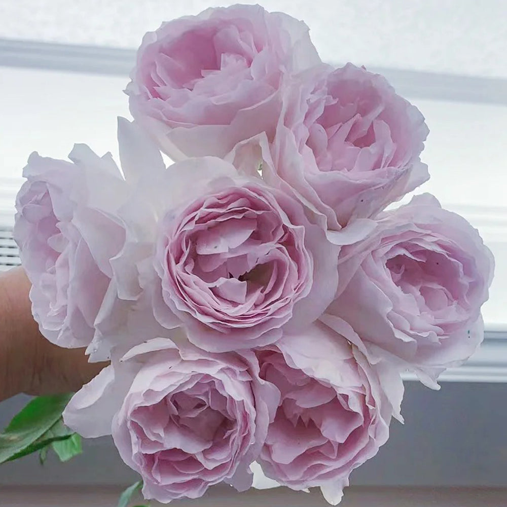 Jade Chalice Chinese Florist Shrub Rose